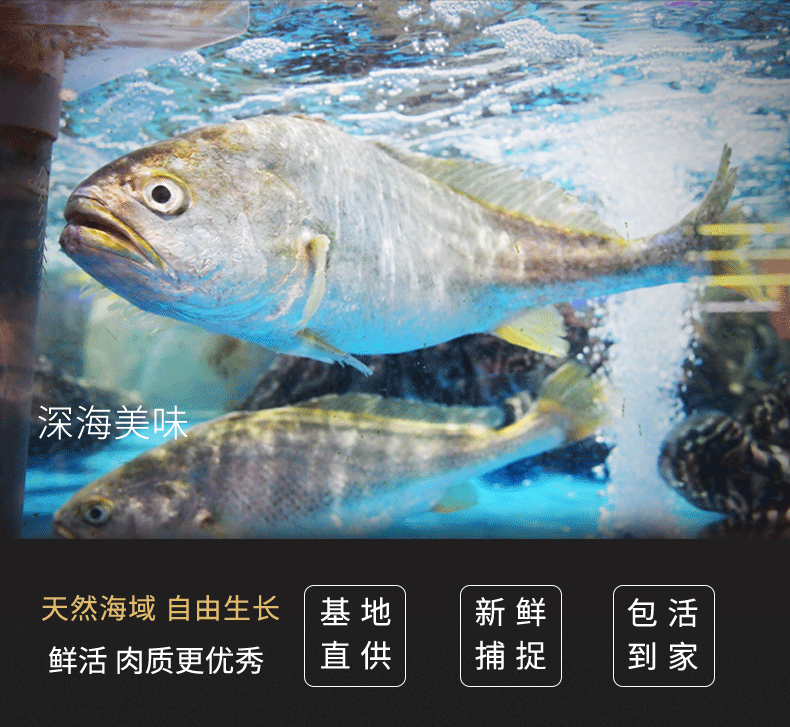 大黄鱼_02.gif