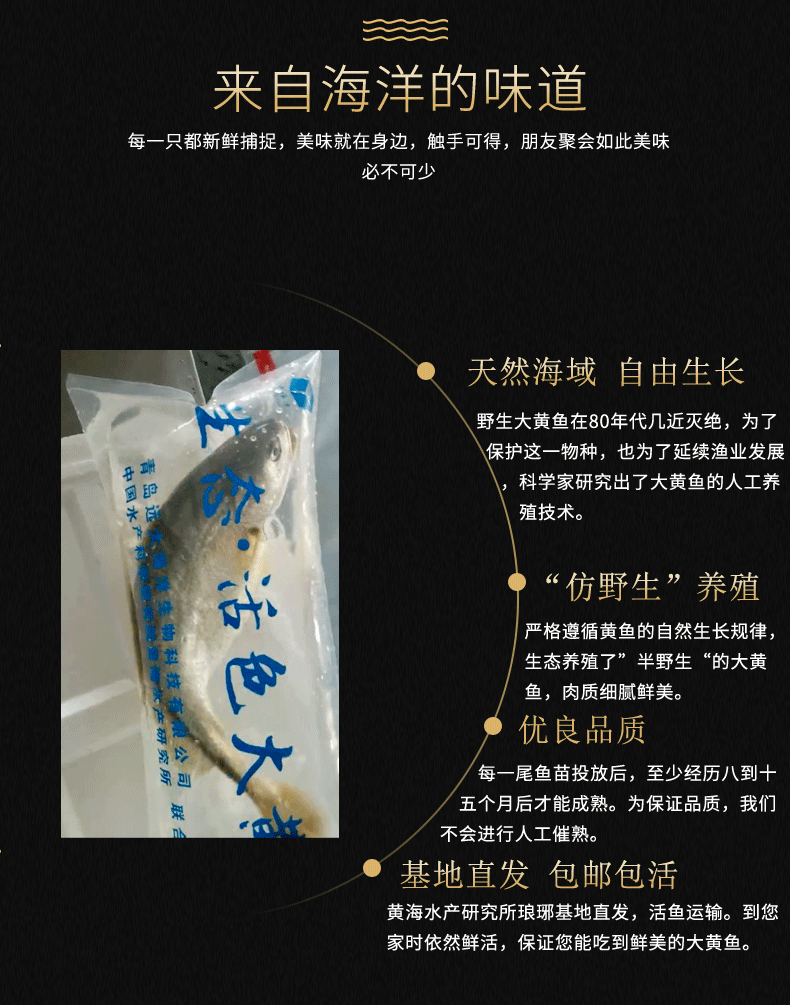 大黄鱼_04.gif